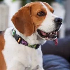 Radosny beagle, jeden z najzdrowszych ras psów, z językiem na wierzchu, siedzi na kanapie.