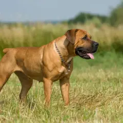 Duży brązowy pies rasy boerboel stoi na łące, dysząc z językiem na zewnątrz.