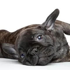 Uroczy szczeniak buldoga francuskiego, z pręgowanym futerkiem, leży na boku, ukazując swoje łagodne usposobienie.
