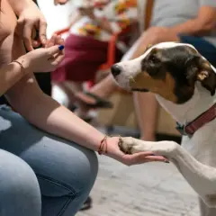 Pies podaje łapę osobie, co jest dowodem udanej socjalizacji kota z psem.