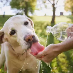 Labrador pije wodę z dłoni, by zapobiec udarowi cieplnemu u psa. Gorący dzień, pies jest spragniony.