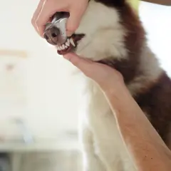 Weterynarz bada zęby i blade błony śluzowe u psa rasy husky.