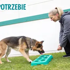 Trening z psem na trawniku, by nauczyć go, co zrobić, żeby pies nie piszczał, gdy jest sam. Pies interesuje się zieloną zabawką.