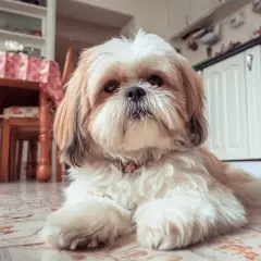 Słodki shih tzu leży na podłodze, przypominając o tym, czego nie może jeść shih tzu, np. czekolady czy winogron.