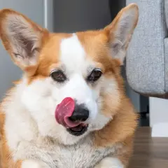 Uroczy corgi liże podłogę, szukając resztek smakołyków. Jego język wystaje, a oczy błyszczą.