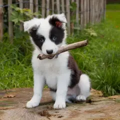 Uroczy szczeniak border collie mieszaniec z patykiem w pysku siedzi na pniu drzewa.