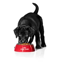 Czarny szczeniak je z czerwonej miski Royal Canin. To przykład, jak karmić szczeniaki 2 dniowe, choć w tym wieku potrzebują mleka matki.