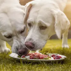 Dwa labradory jedzą z talerza. Zastanawiasz się, ile powinien jeść dorosły labrador?