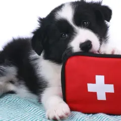 Szczeniak rasy border collie leży obok czerwonej apteczki z białym krzyżem. Wygląda, jakby był gotowy na nagłą śmierć psa, ale ma nadzieję na ratunek.