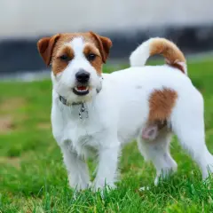 Uroczy jack russell terrier długowłosy z brązowymi łatkami na białej sierści, stoi na zielonej trawie.