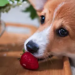 Corgi szczeniak delikatnie gryzie truskawkę, zastanawiając się, czy pies może jeść truskawki.