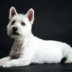 Uroczy west highland white terrier leży na ciemnym tle, z uwagą patrząc w bok.