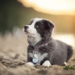 Uroczy, 2 miesięczny szczeniak rasy Border Collie leży na piasku, wpatrując się w zachodzące słońce.