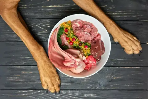 Pies może jeść wątróbkę. Na talerzu surowe mięso, podroby, warzywa i owoce, a obok łapy psa.