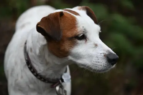 Portret Jack Russell Teriera. Czyżby czekał na przysmak, może imbir dla psa?