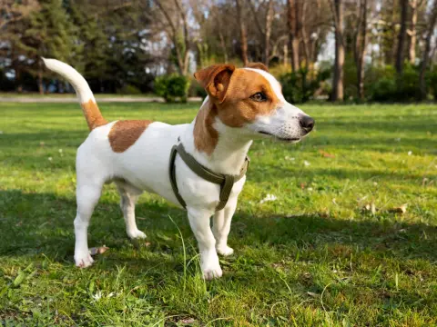 Waga Jack Russell Terriera - ile powinien ważyć Twój pies?