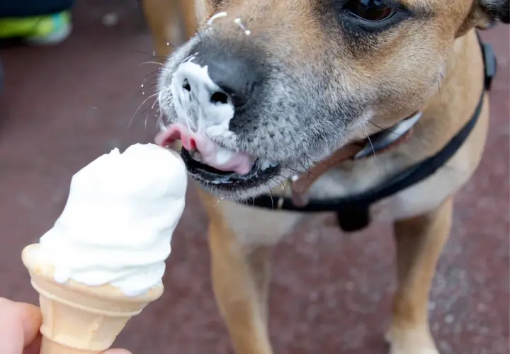 Czy pies może jeść lody? Ten piesek z pewnością się zajada! Wylizuje pyszne lody z wafelka, a jego pyszczek jest cały w śmietance.