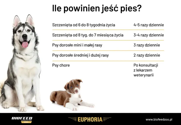 Ile razy dziennie karmić psa? Tabela podpowiada: szczenięta 4-5 razy, dorosłe 2-3 razy, chore po konsultacji z weterynarzem.