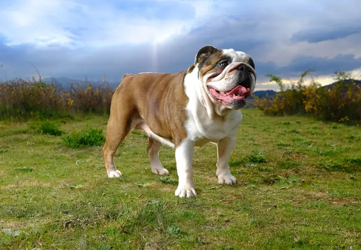 Buldog angielski, którego waga jest imponująca, stoi na trawie pod pochmurnym niebem.