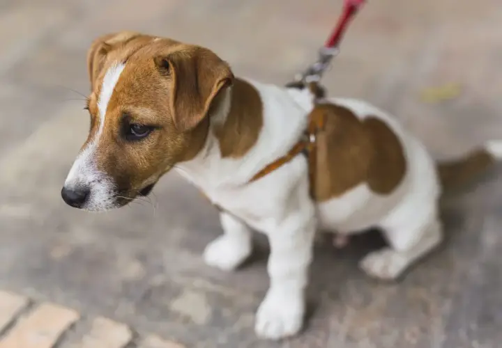 Mały Jack Russell Terrier na smyczy, zastanawia się jaka smycz dla szczeniaka będzie najlepsza.