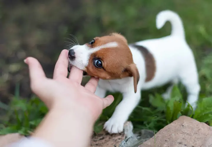 Uroczy szczeniak Jack Russell Teriera gryzie palec, co jest typowym zachowaniem, gdy uczymy go, jak oduczyć szczeniaka gryzienia.