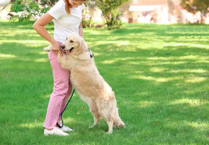 Złoty retriever skacze na właścicielkę, okazując radość. To częsta reakcja, gdy pies cieszy się na widok ukochanej osoby.