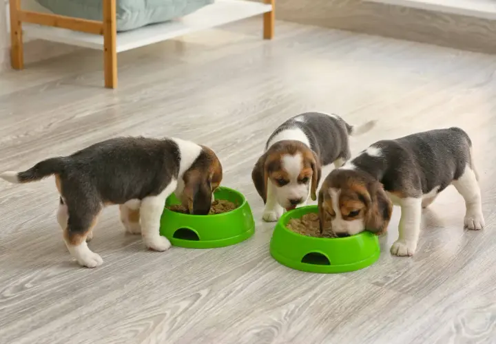 Trzy urocze szczenięta beagle, każdy w wieku około 3 miesięcy, zajadają się karmą z zielonych misek.