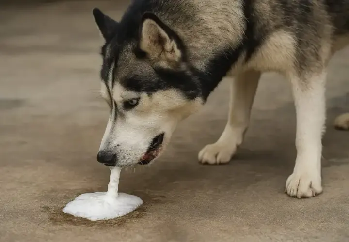 Siberian husky z pianą w pysku, objaw zapalenia żołądka u psa.