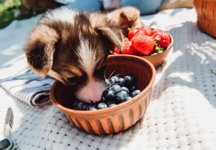 Uroczy szczeniak corgi bada miseczkę z jagodami, zastanawiając się, czy pies może jagody. Obok miska z truskawkami.