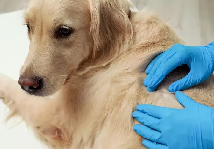 Weterynarz bada łagodnego golden retrievera, sprawdzając guzek pod sierścią, który może być tłuszczakiem u psa.