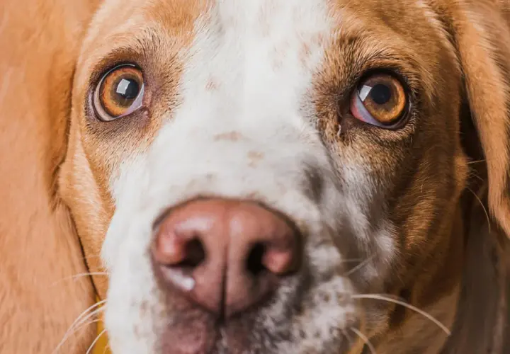 Zbliżenie na pysk psa rasy beagle. Widać jego brązowe oczy, które lekko ropieją, oraz wilgotny nos.