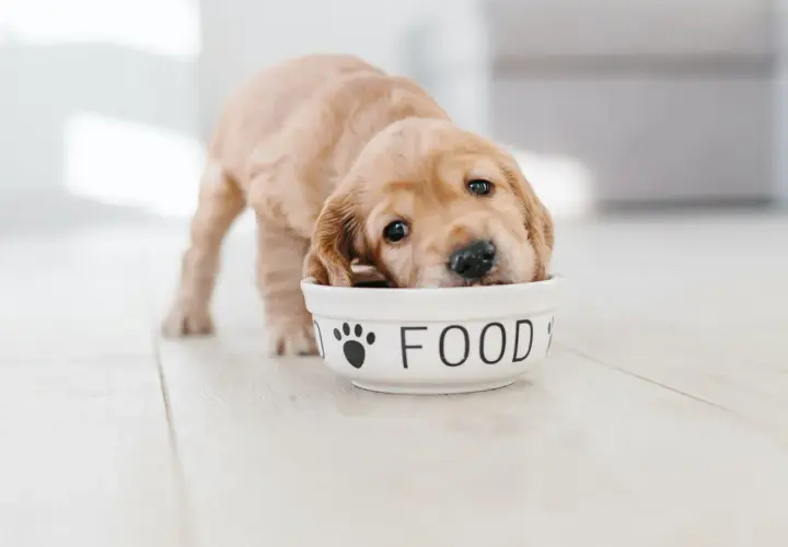 Uroczy, 3 tygodniowy szczeniak z nosem w misce z napisem "FOOD".