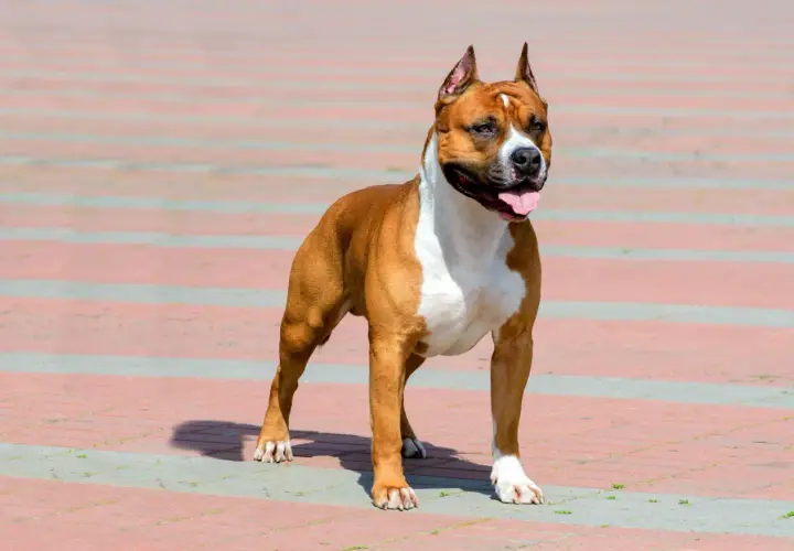 Silny, rudy staffordshire bull terrier z białymi znaczeniami, stoi na chodniku, dysząc z otwartym pyskiem.
