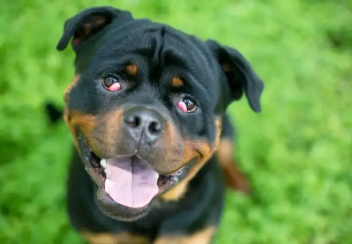 Rottweiler z zaczerwienionym, spuchniętym okiem, patrzący w obiektyw z otwartym pyskiem.