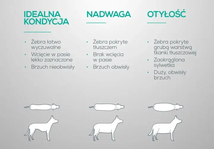 Jak odchudzić psa? Porównanie sylwetek: idealna kondycja, nadwaga, otyłość. Wskazówki dotyczące oceny budowy ciała psa.