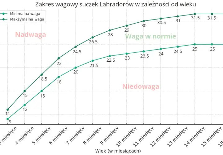 Wykres pokazuje zakres wagowy suczek labradorów. Labrador 3 miesiące waży 9-11 kg.