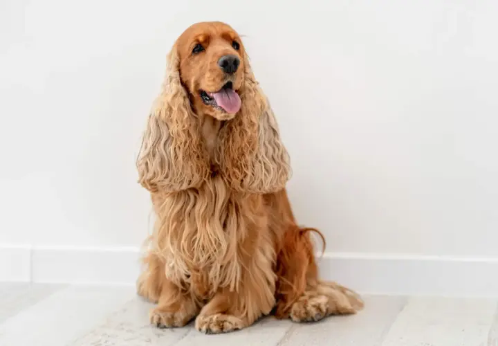 Uroczy, rudy cocker spaniel siedzi na jasnej podłodze. Jego długie, falujące uszy opadają na boki, a język wystaje z pyska. To piękny przykład tej rasy.