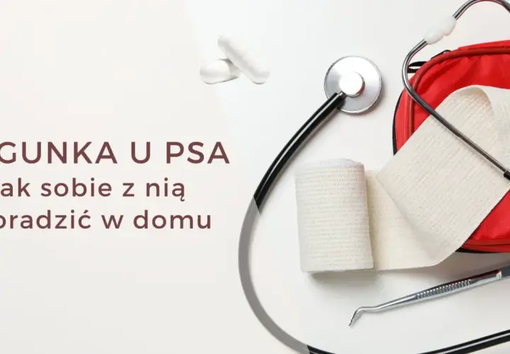 Biegunka u psa po zmianie karmy może trwać kilka dni. Na zdjęciu stetoskop, bandaże i apteczka.