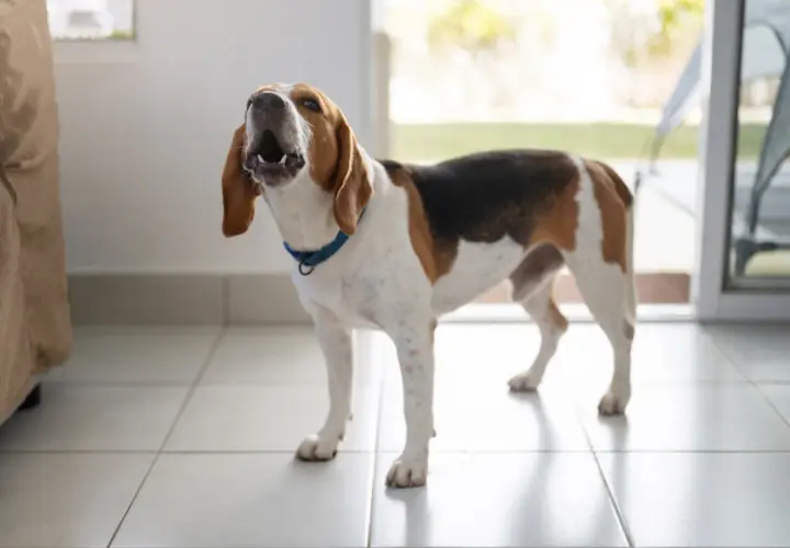 Beagle z otwartym pyskiem, kiedy szczeniak zaczyna szczekać, stoi na kafelkach.