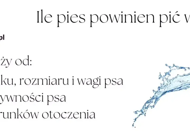 Ile wody powinien pić pies? To zależy od wieku, rozmiaru, wagi, aktywności i warunków otoczenia.