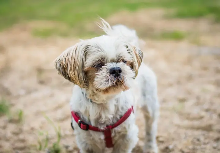 Shih tzu w czerwonej obroży, zastanawia się, czy pies może jeść biały ser.