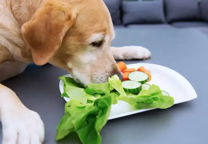 Labrador wącha talerz z sałatą, ogórkiem i marchewką, zastanawiając się, czy pies może jeść sałatę.