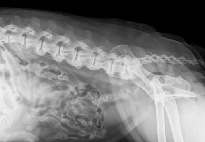 RTG kręgosłupa psa z widocznymi zmianami zwyrodnieniowymi, wskazującymi na spondylozę. Widoczne są osteofity na trzonach kręgów.
