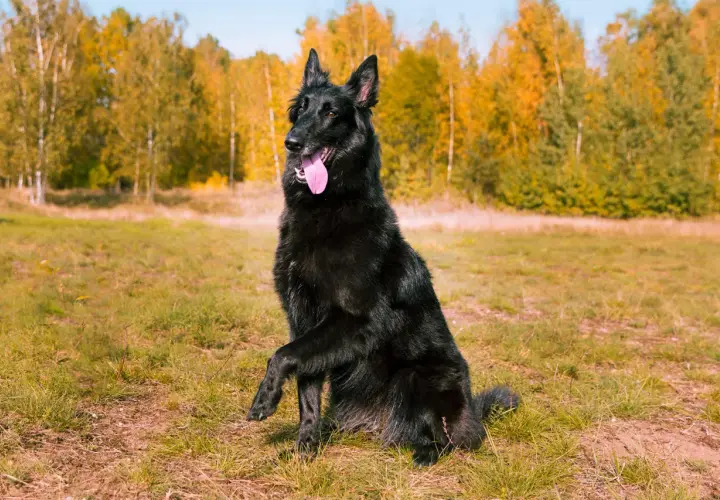 Czarny owczarek belgijski groenendael siedzi na trawie, z podniesioną łapą i wystawionym językiem, na tle jesiennego lasu.