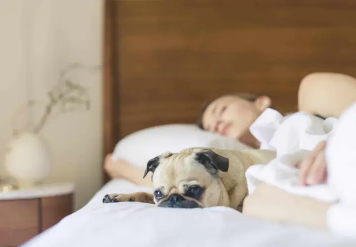 Mops leży obok śpiącej kobiety, jego oczy są szeroko otwarte. Czyżby to dziwne zachowanie psa w nocy?