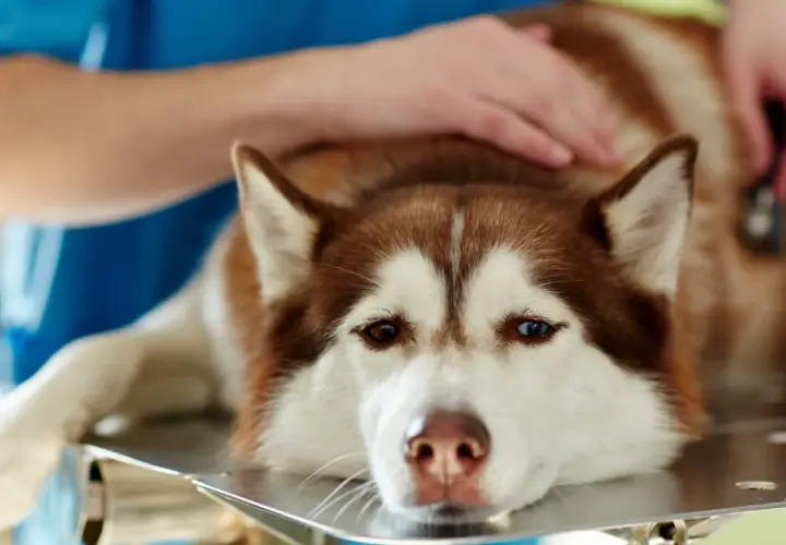 Husky leży na stole weterynaryjnym, weterynarz bada go, być może z powodu wnętrostwa u psa.
