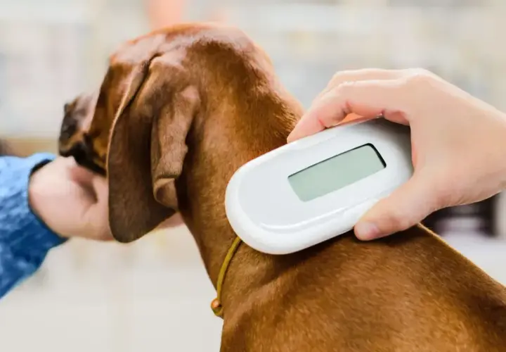 Skanowanie chipa u psa. Rejestracja psa chip to ważny krok w zapewnieniu bezpieczeństwa Twojego pupila.