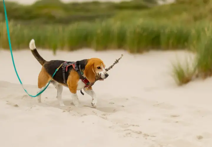 Szczeniak beagle na spacerze na plaży, niosąc patyk w pysku. Idealny dzień, kiedy szczeniak może wyjść na dwór.