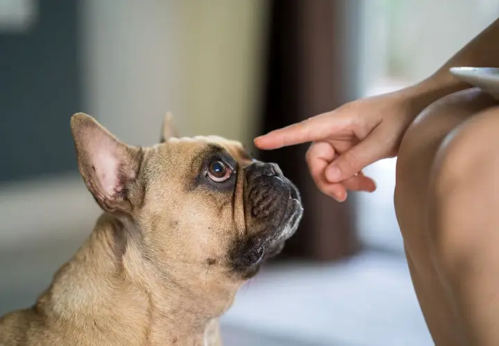 Francuski buldog patrzy z uwagą na palec wskazujący, ucząc się, kiedy pies przestaje gryźć.