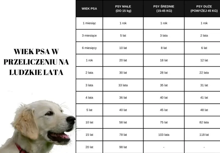 Golden retriever długość życia: tabela przelicza wiek psa na ludzkie lata, pokazując, że nawet duże psy żyją długo.